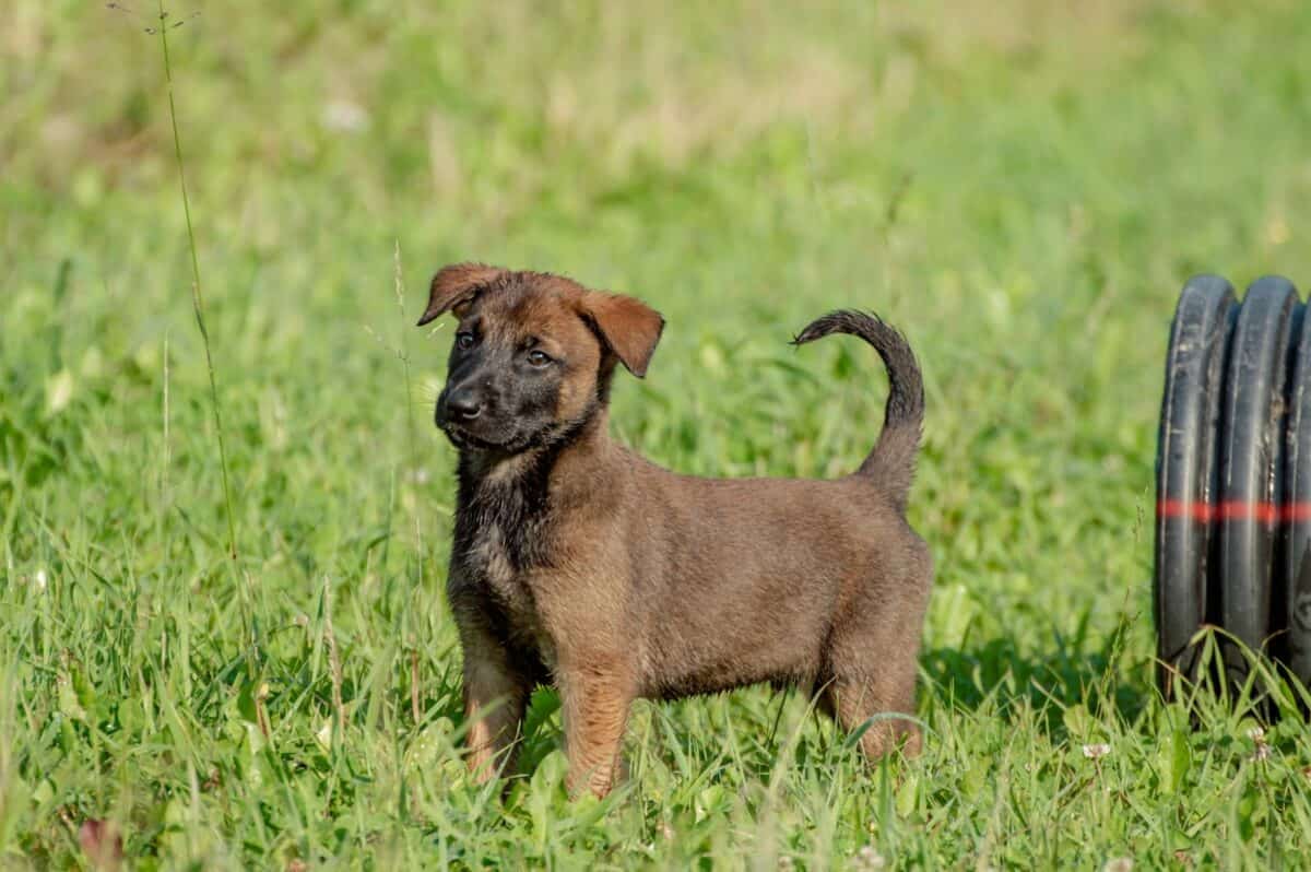 A cute Belgian Malinois puppy stands attentively in a field of green grass under the sun.