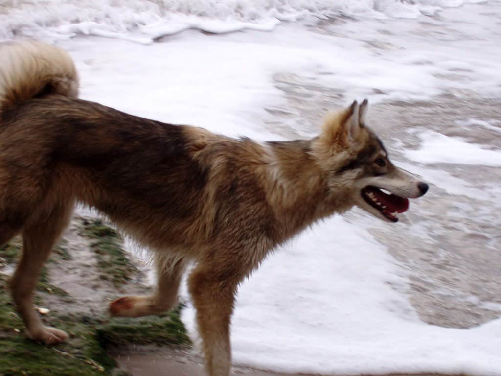 Wolf