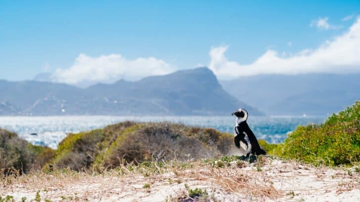 The Intersection of Culture and Wildlife Conservation