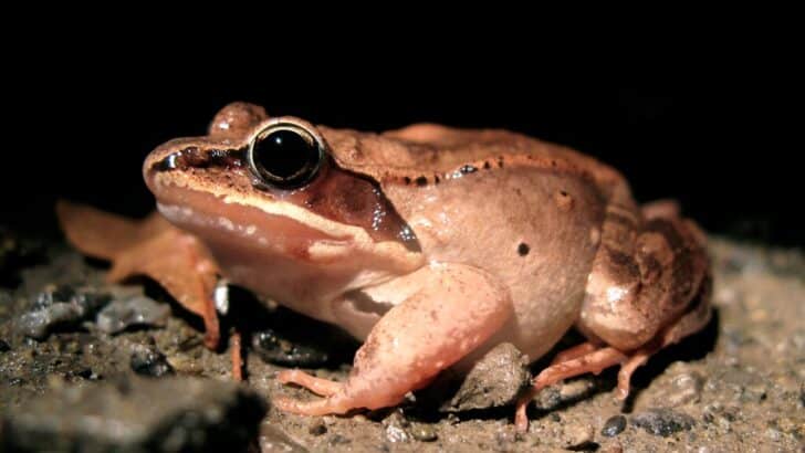 The Animal That Can Freeze, Thaw, and Still Survive