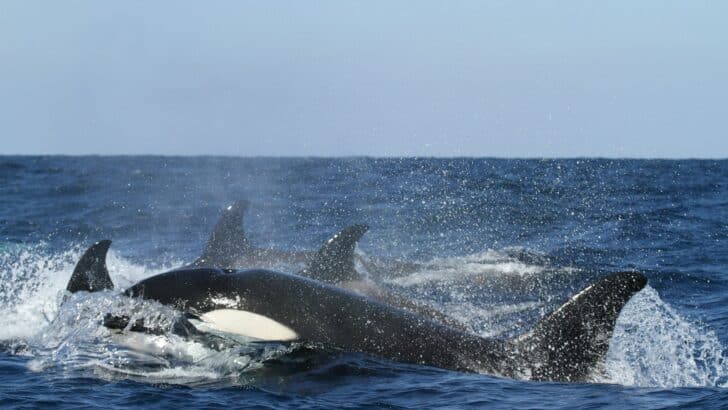 14 Ocean Giants That Left Scientists Speechless