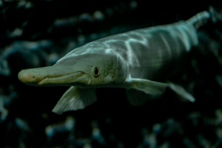 The Most Unique Fish Found in the Great Lakes of Illinois