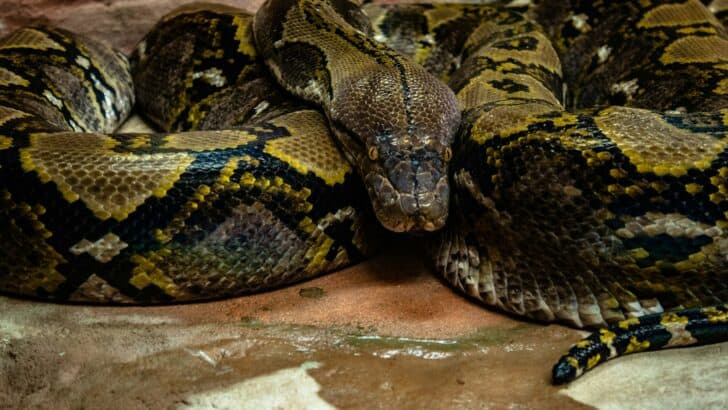 The Most Ferocious Invaders: How Pythons Are Swallowing America’s Swamps