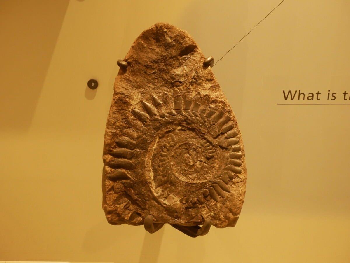 Helicoprion