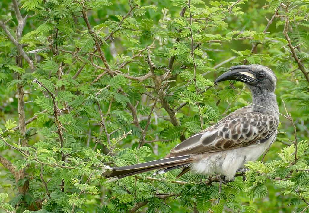 African Grey Hornbill (Lophoceros nasutus epirhinus)