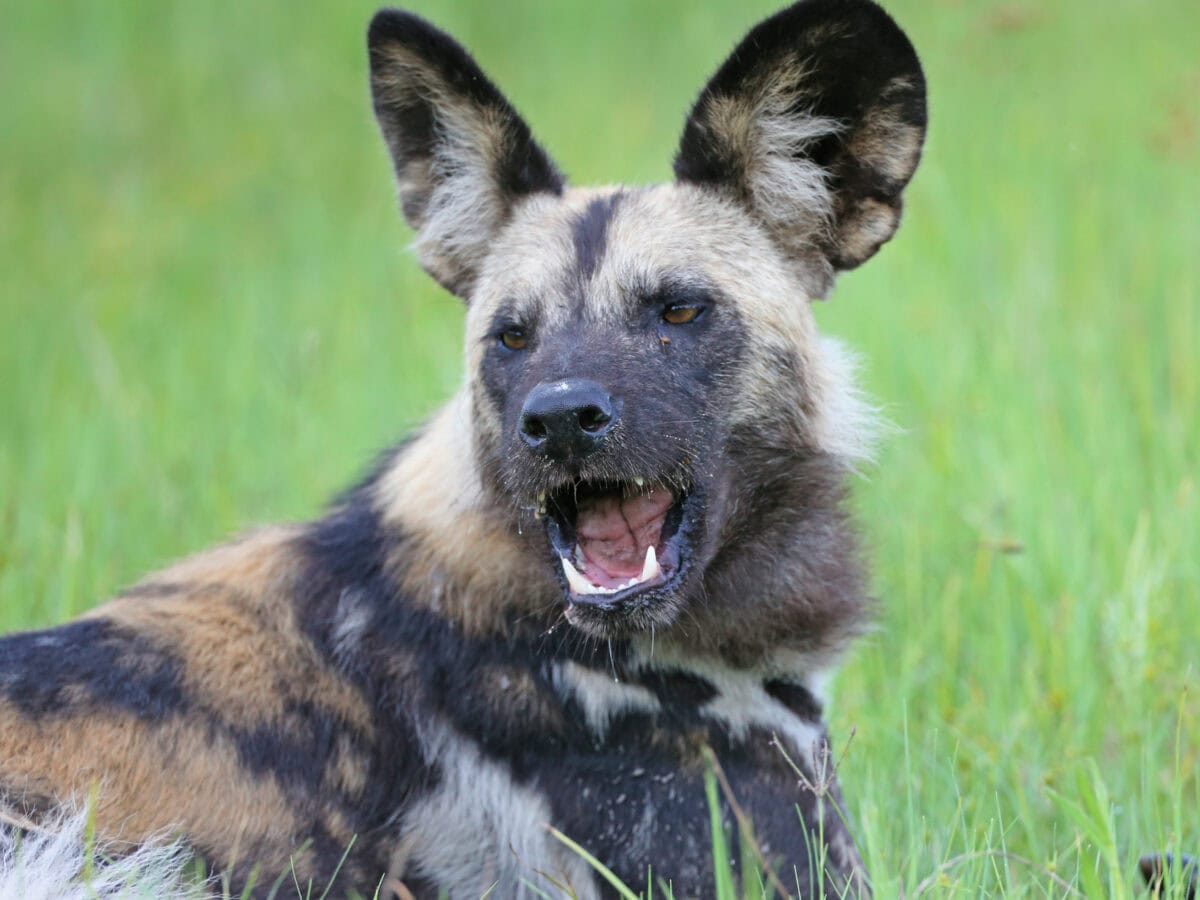 African wild dog
