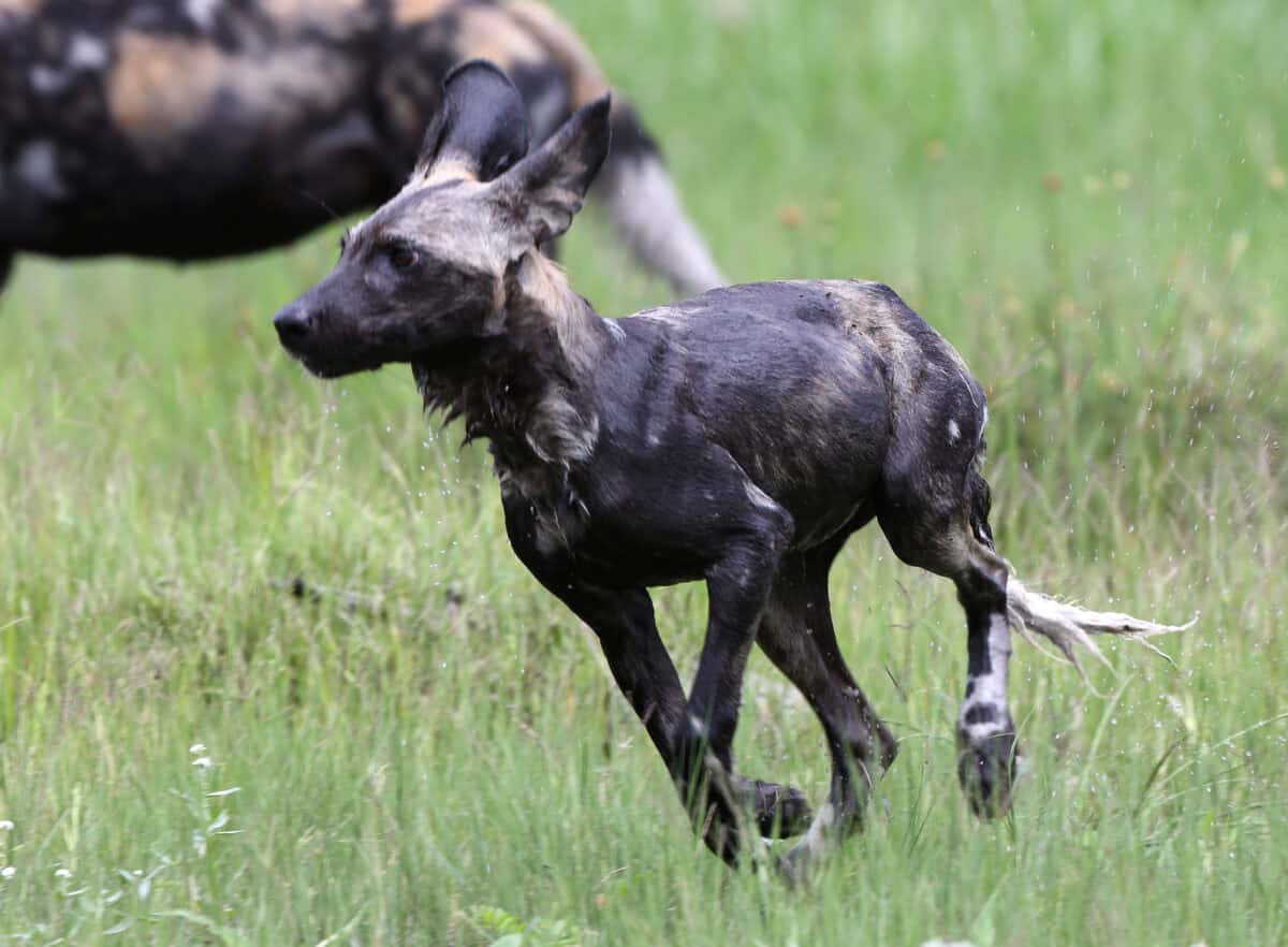 African wild dog