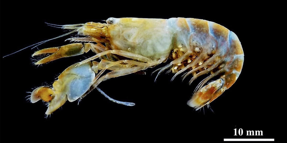 Pistol shrimp