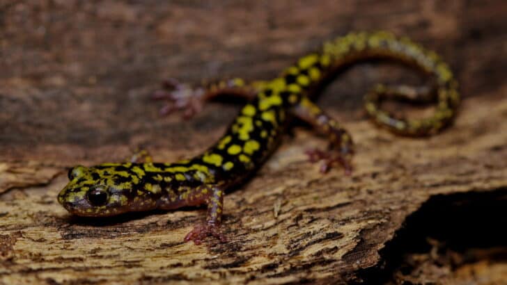 The Rarest Reptiles Hidden in America’s Forests