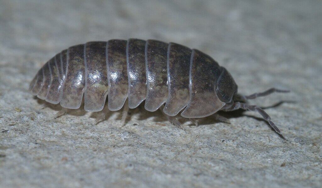 Armadillidiidae
