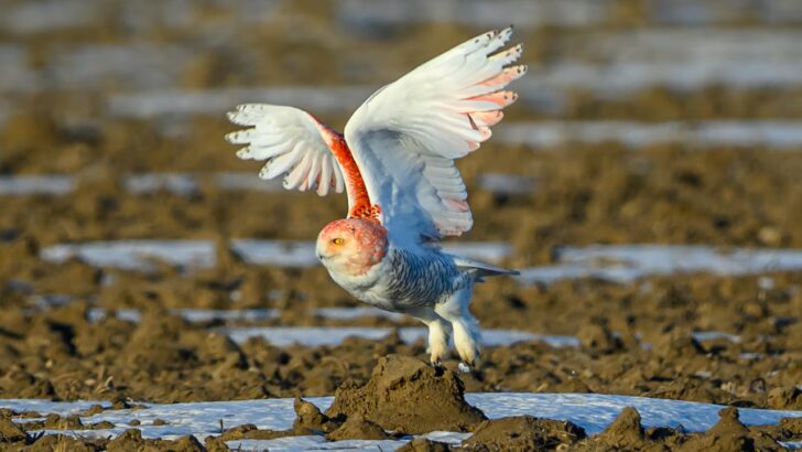 Rare Rusty-Colored Snowy Owl Leaves Experts Stunned