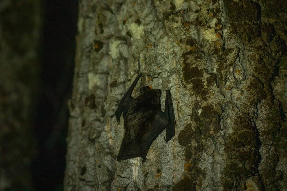 Kitti's hog-nosed bat
