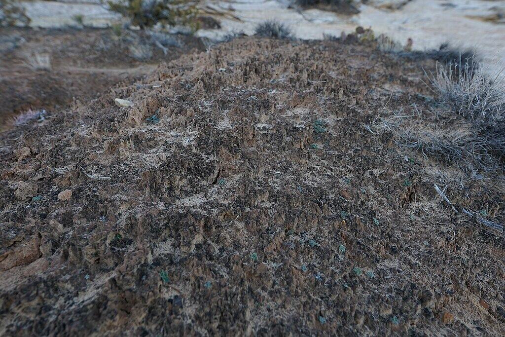 Biological soil crusts near Butler Wash Ruins