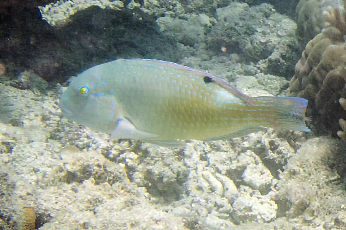 Blackspot tuskfish