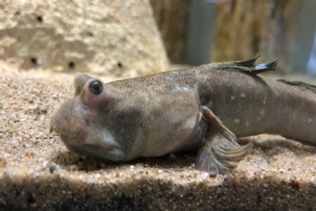 The Fish That Can Walk: Mudskippers Explained