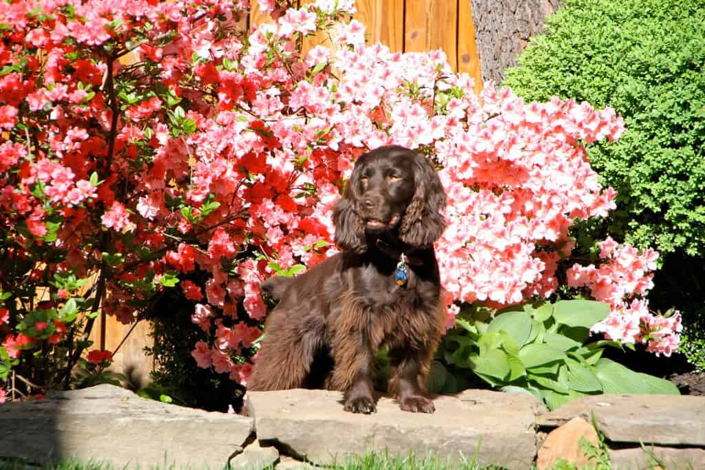 Boykin Spaniel