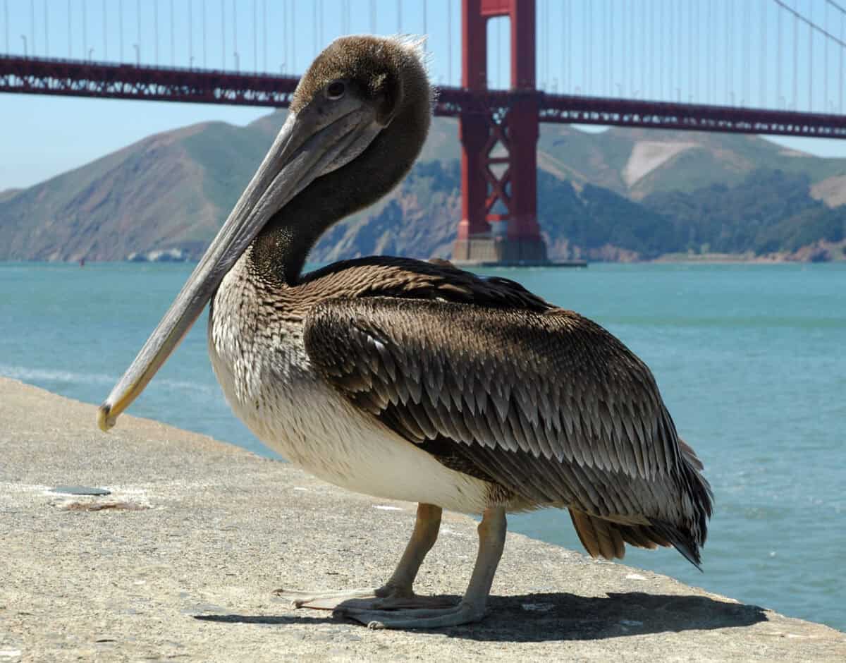 Brown pelican 