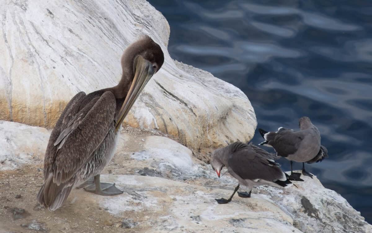 Brown pelican and Heermann's gulls