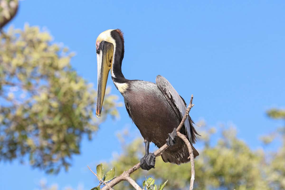 Brown pelican
