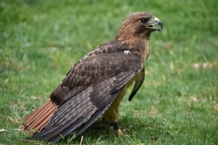 12 Wild Birds That Thrive in Urban Cities