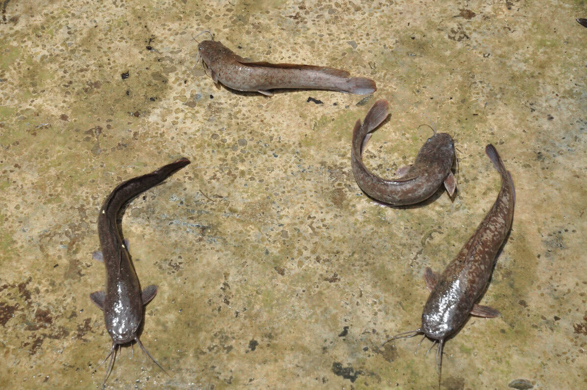 Walking catfish