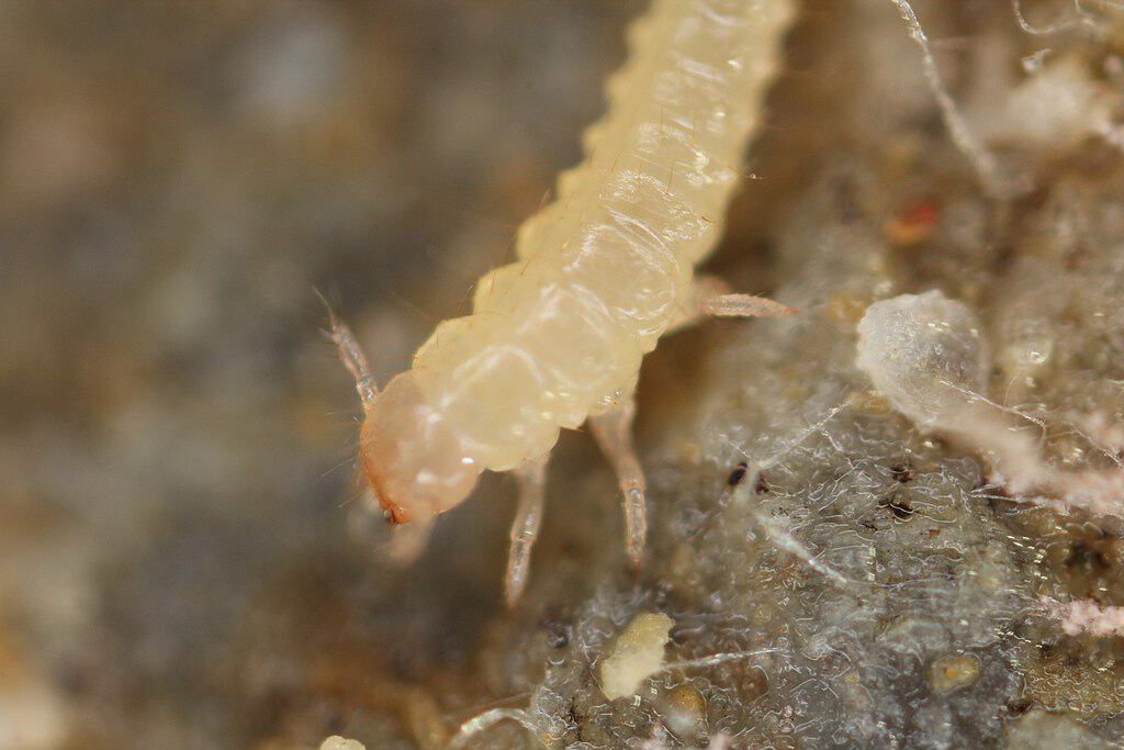 Cave Beetle