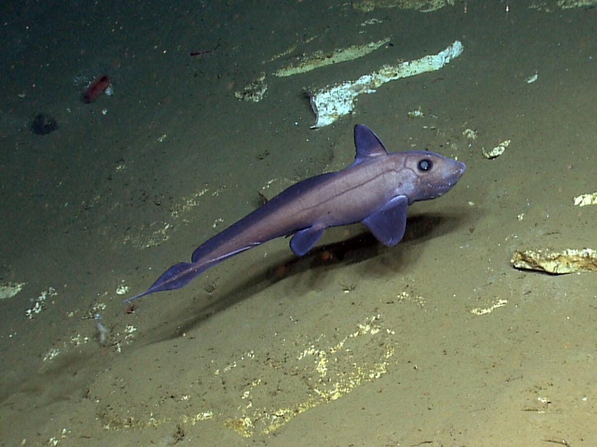 Ghost shark.