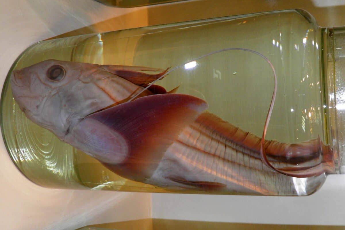 Ghost shark