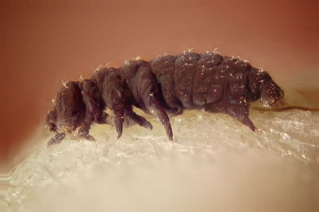 Collembola from the drainage of a hot spring in Lassen County, California