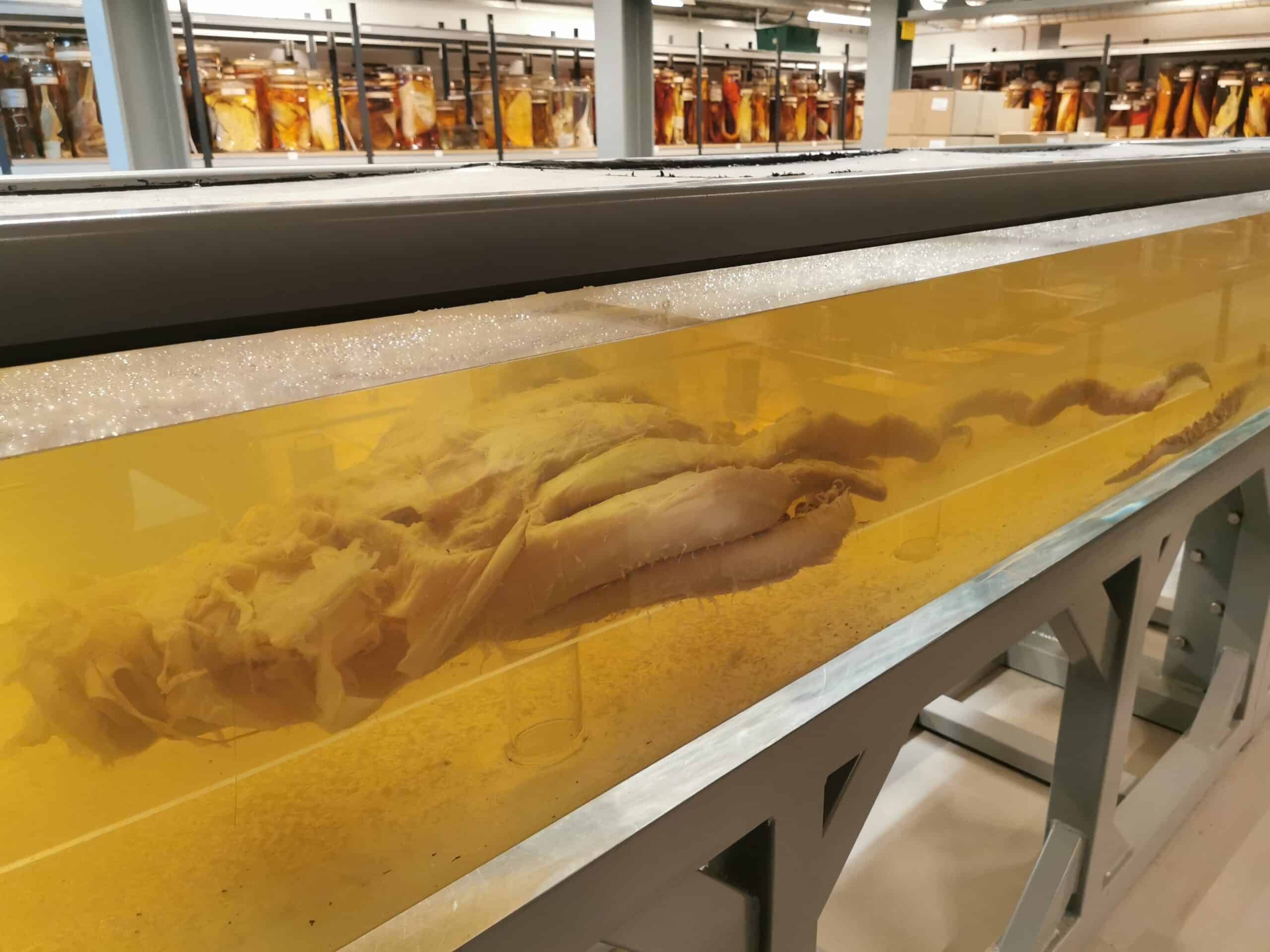 Colossal squid