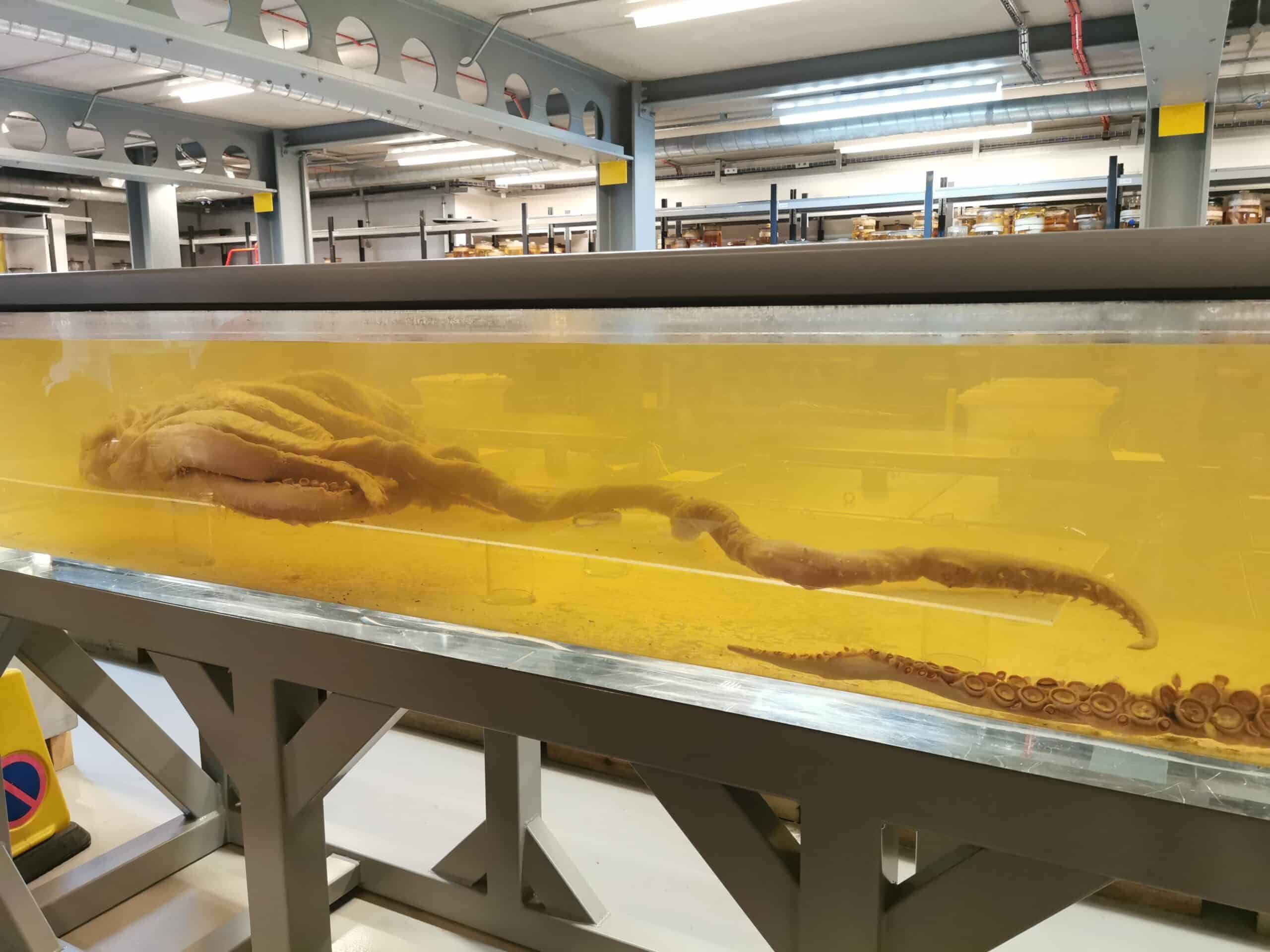 Colossal squid