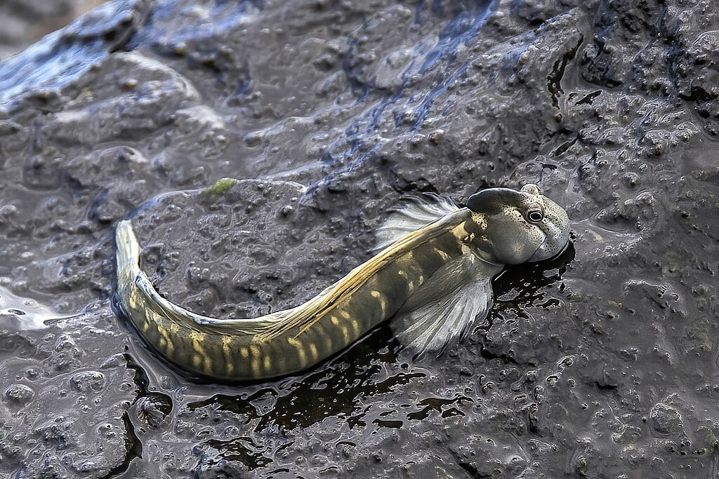 Combtooth blenny mudskipper (Alticus anjouanae) Reunion