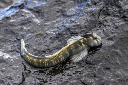 Why Some Fish Can Walk on Land—And What That Means for Evolution