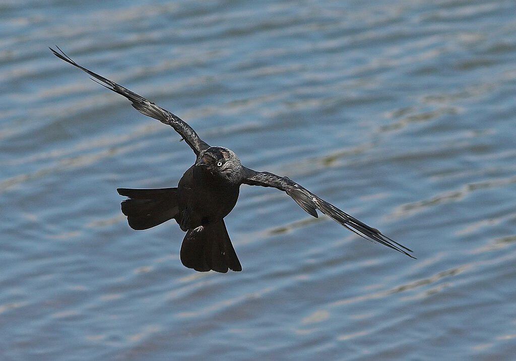 Corvid