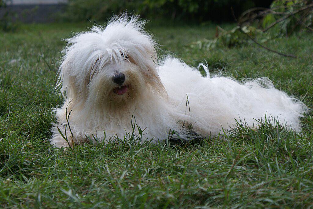 Coton de Tuléar, Grenedine du Domaine de la Louviere.