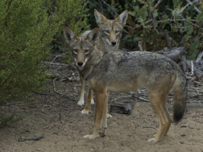The Most Dangerous Coyote Pack Ever Documented in the U.S.