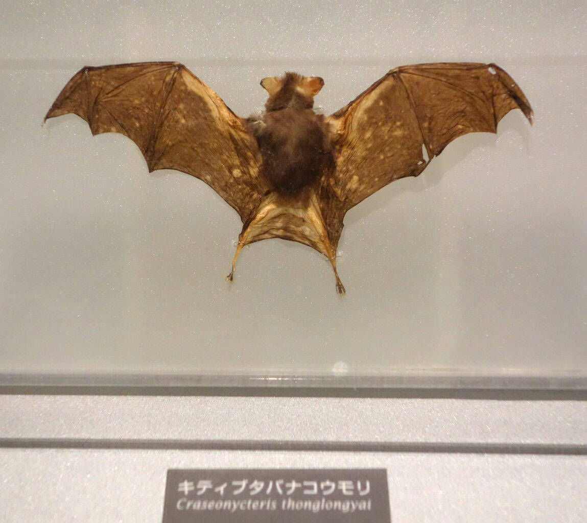 bumblebee bat