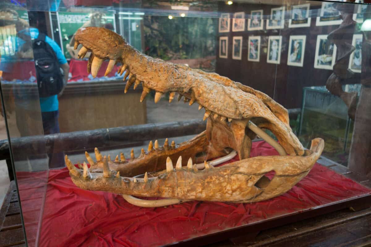 Crocodile skull.