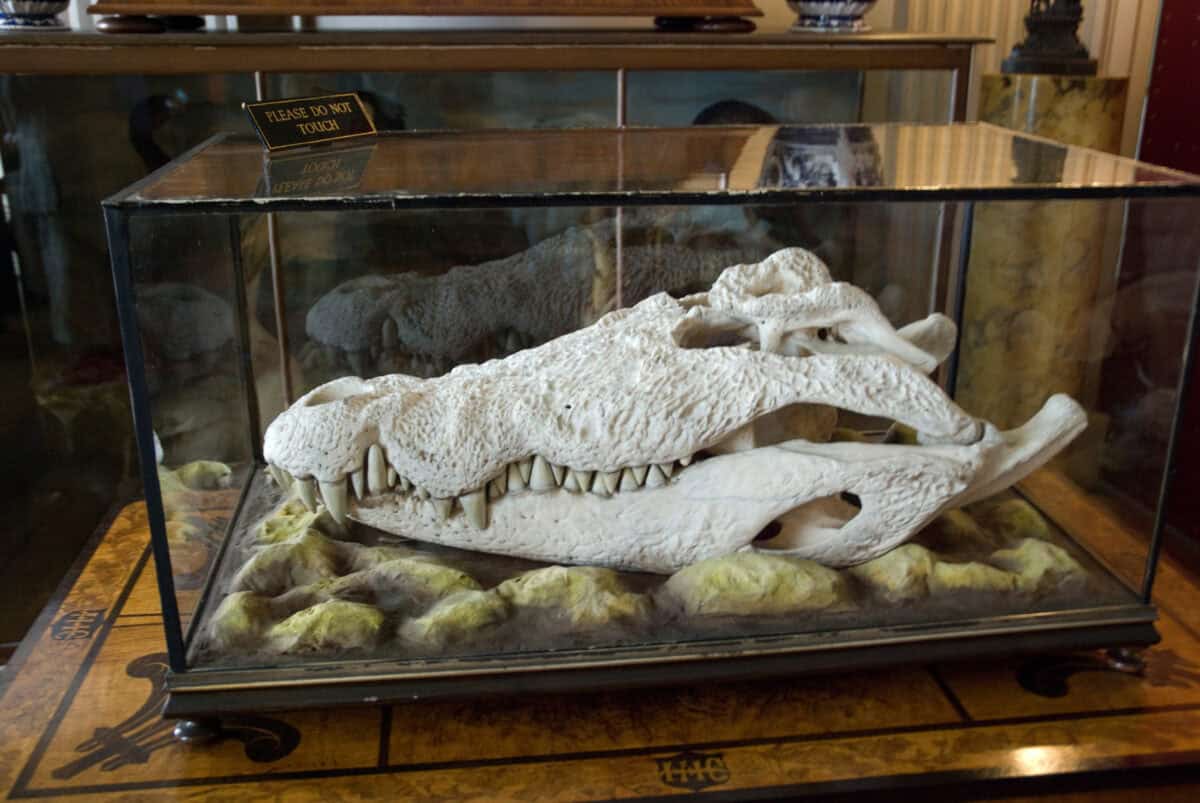 Crocodile skull.