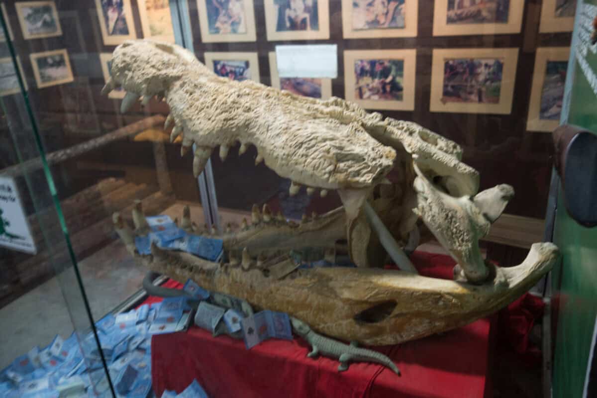 Crocodile skull.