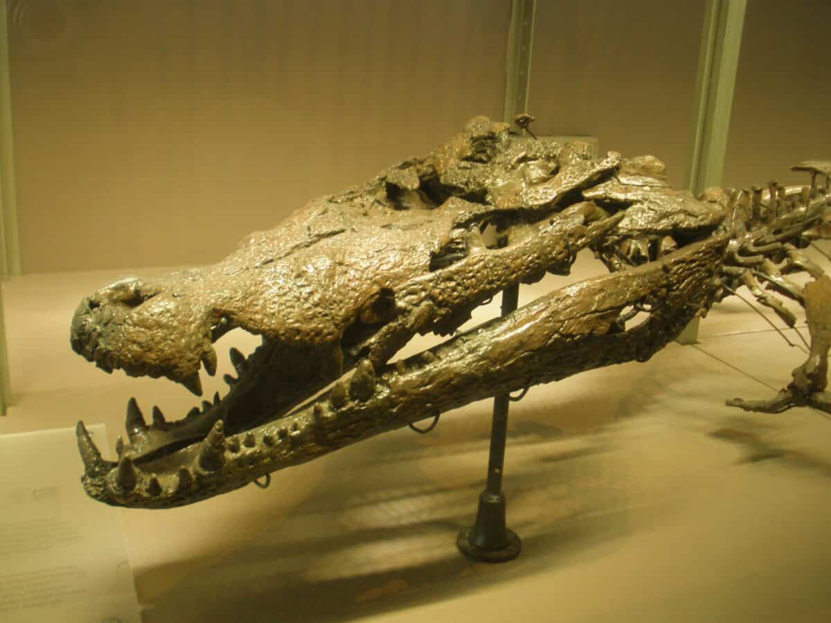 Crocodile skull.