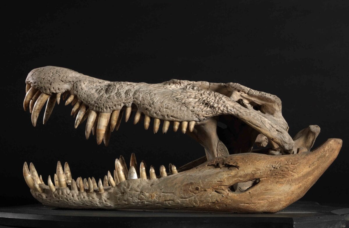 Crocodile skull.