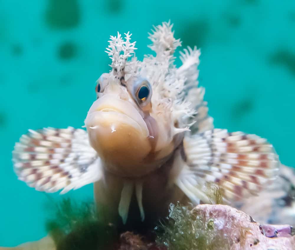 Decorated Warbonnet