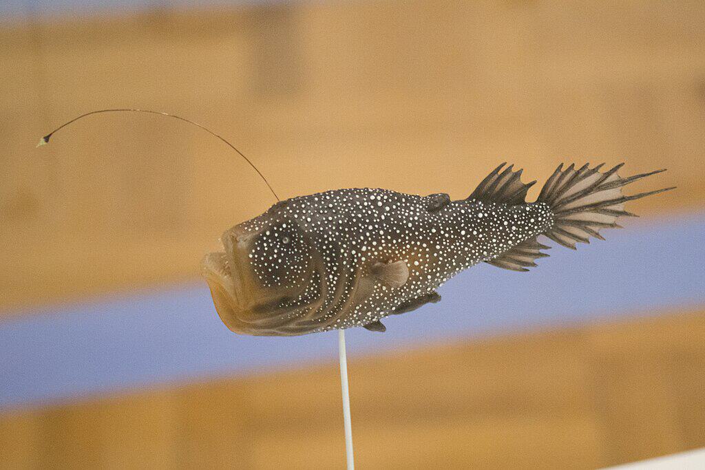 Deep-sea fish
