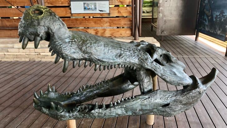 A Gigantic Ancient Crocodile Skull Was Just Unearthed—And It’s Terrifying