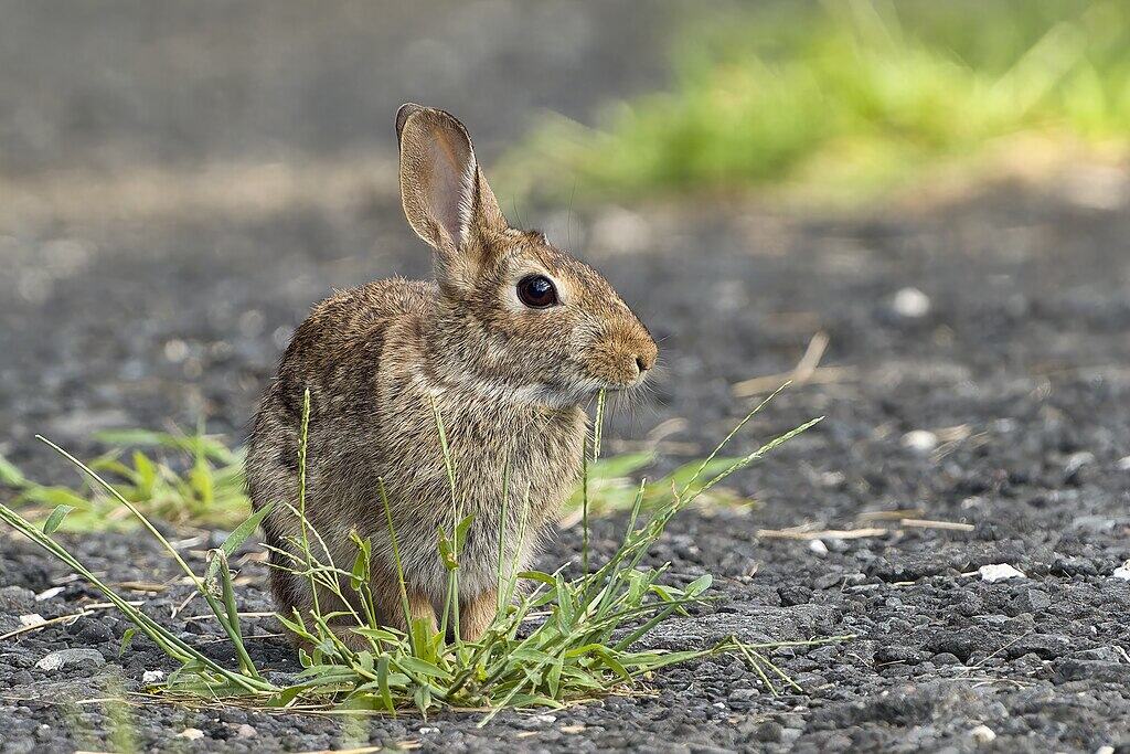 Eastern cottontail East Hartford