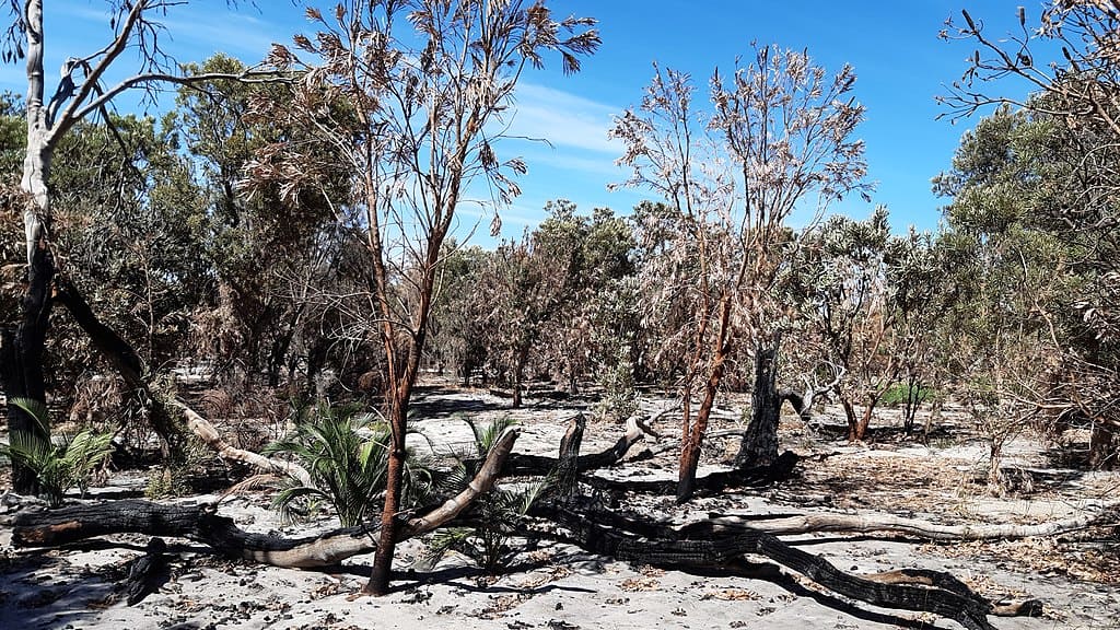 Effects of bushfires at The Spectacles Wetlands, Western Australia, March 2020