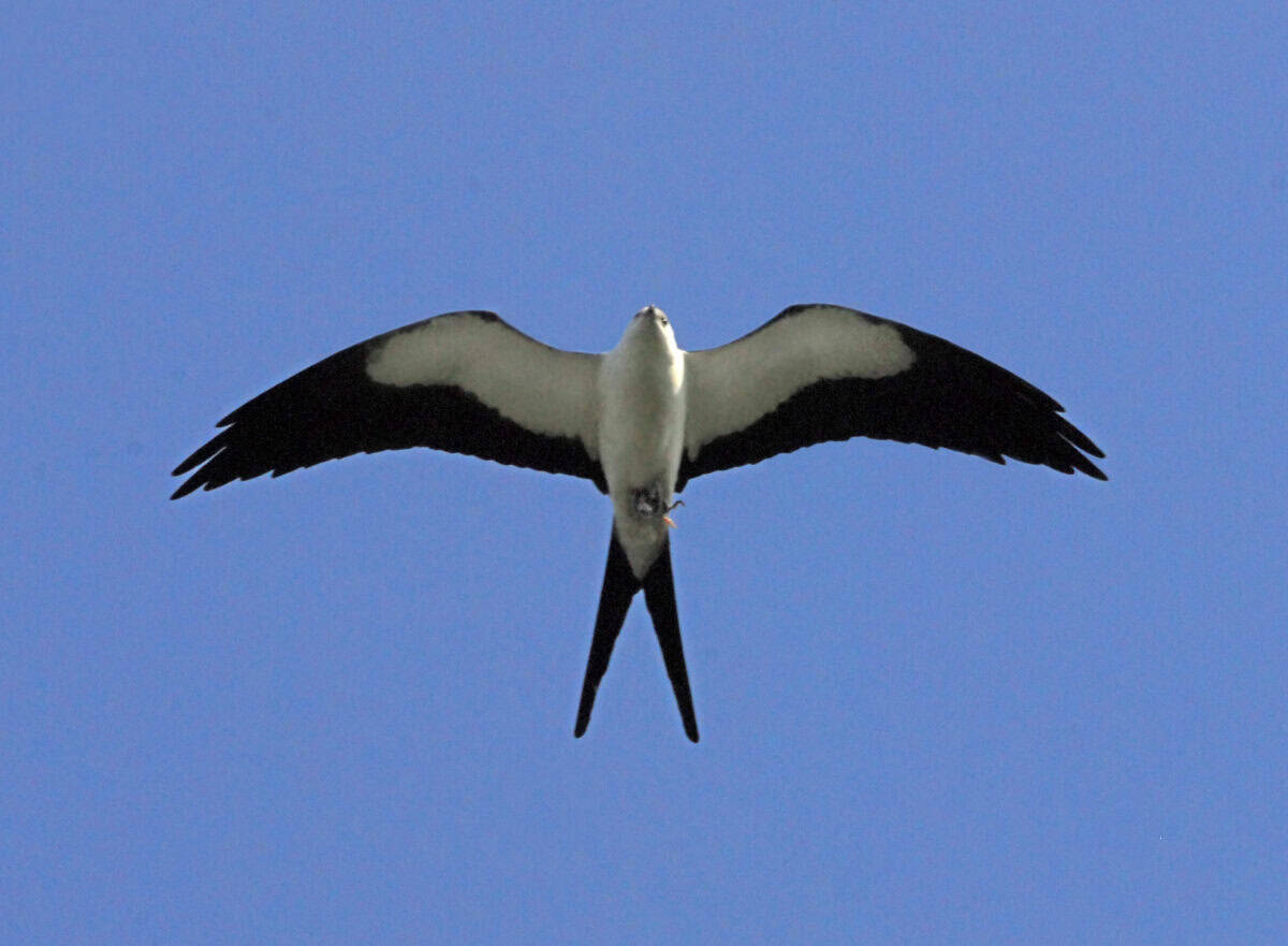 Swallow-tailed kite.