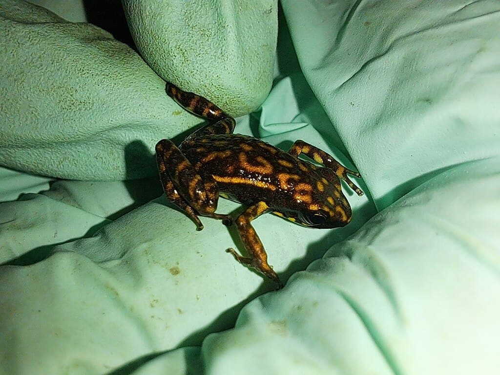 frog