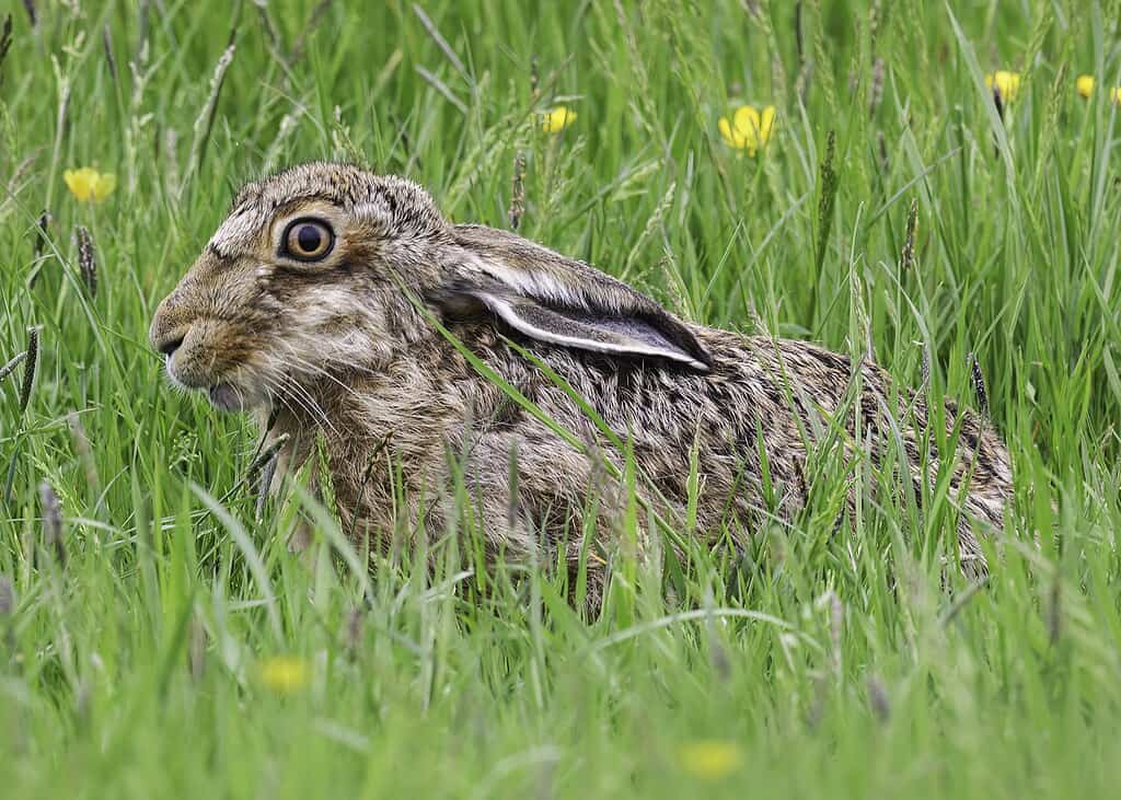 European Brown Hare